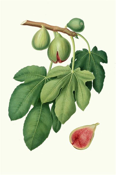 Fico verdone. [Ficus carica ; Fig] by Giorgio Gallesio